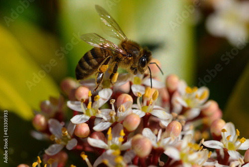 Honeybee on the flower of the plant Skimmia japonica