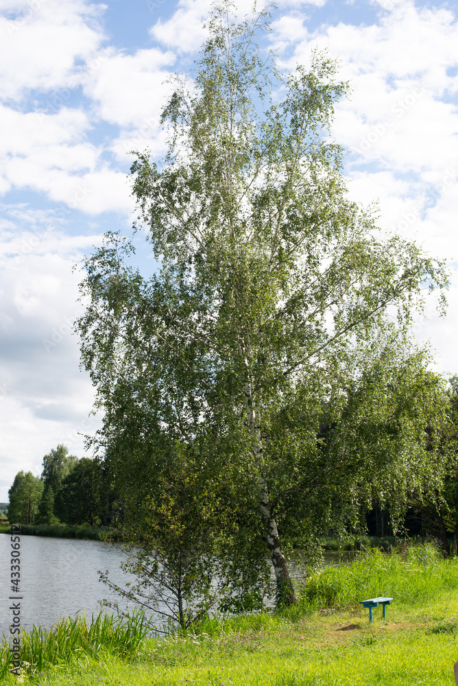 Fototapeta premium Nature, forest, flowers, spring, summer, pond, lake, dragonfly