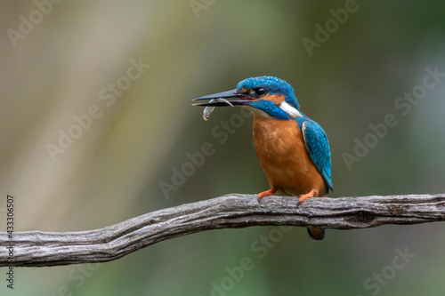 Common Kingfisher (Alcedo atthis) on a branch with a fish in his mouth. Above a pool in the forest of Overijssel in the Netherlands. Green bokeh background. 