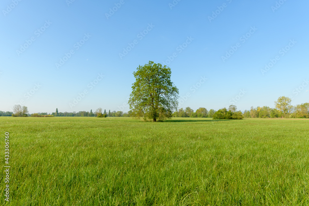 Fototapeta premium Oak tree in a meadow in spring in a light green landscape.
