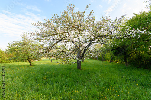 Fruit tree orchard in early spring.