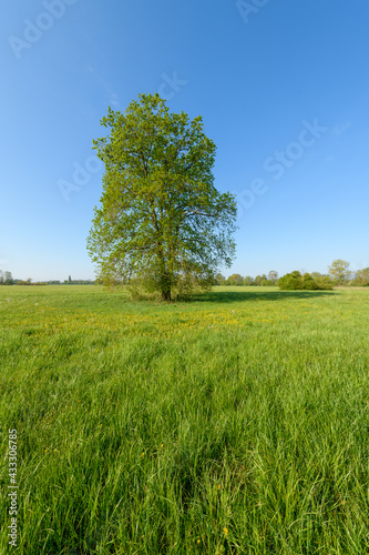 Oak tree in a meadow in spring in a light green landscape.