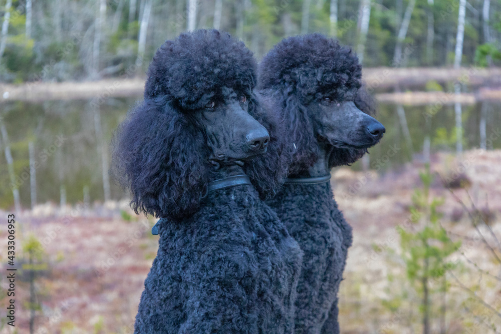 Standard poodle. Two well-groomed and nicely cut standard poodle poses for the photographer