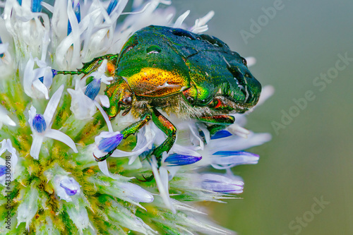 Valokuvatapetti rose chafer sleeping wrapped in a flower