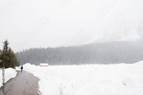 Young person seen from her back walking on a snowy day. Wooden house and forest in the background. Banff National Park, Alberta, Canada