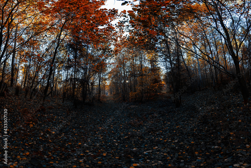 Obraz premium Herbst, Bäume, Wiese, Gras, Orange, Wald, Waldweg 