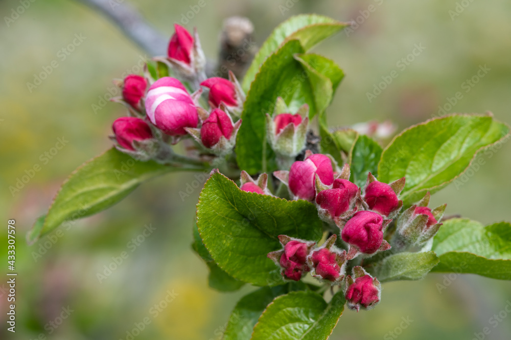 Macro shot of an apple branch at the pink bud growth stage Macro shot of an apple branch at the pink bud growth stage