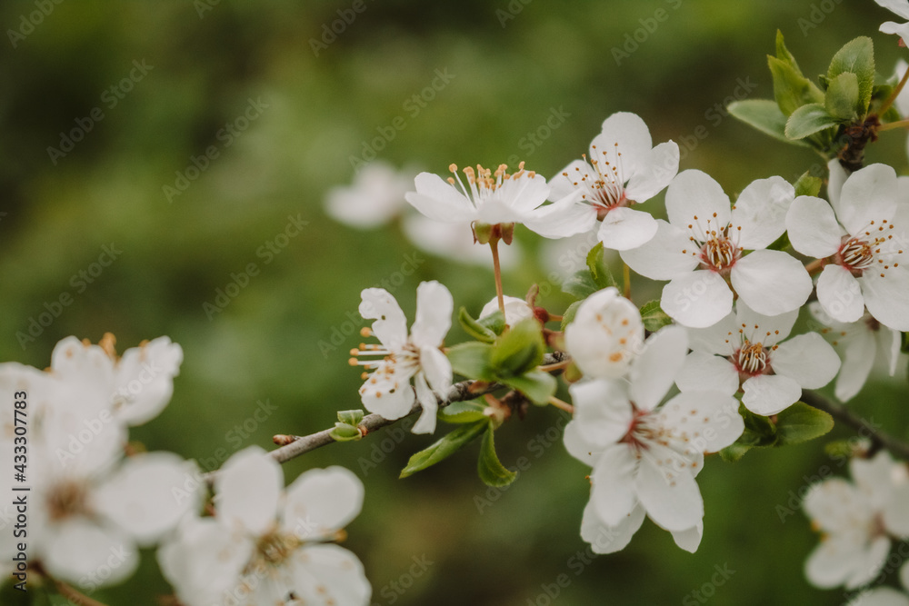 tree blossom tree blossom