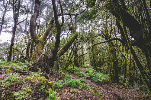 canarias, canary, canary islands, cloud, europe, evergreen, fern, flora, foliage, footpath, forest, garajonay, gomera, green, heritage, hiking, island, islands, jungle, la gomera, landscape, laurel, l