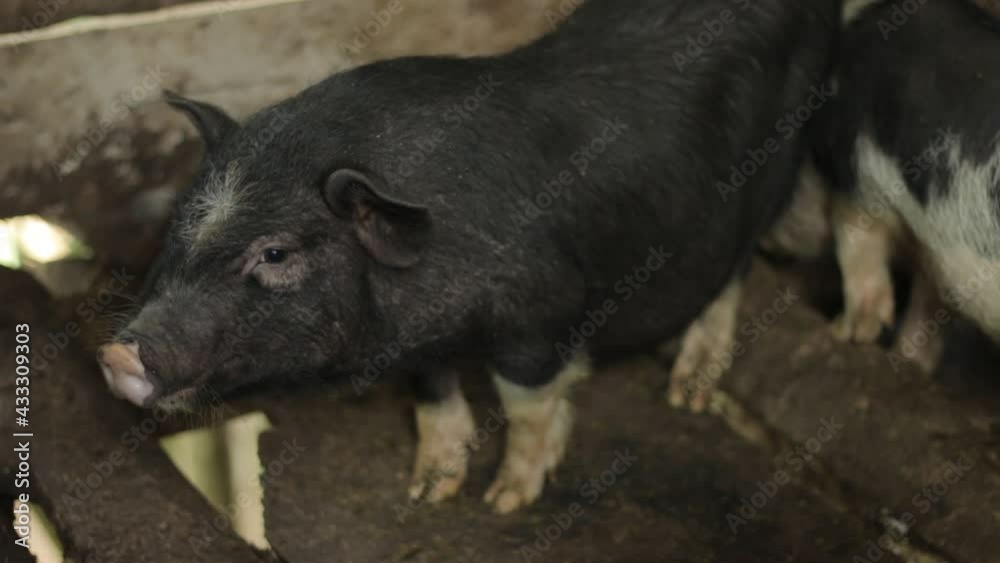 Cute vietnamese pig in a farm, Vietnam Cute vietnamese pig in a farm, Vietnam