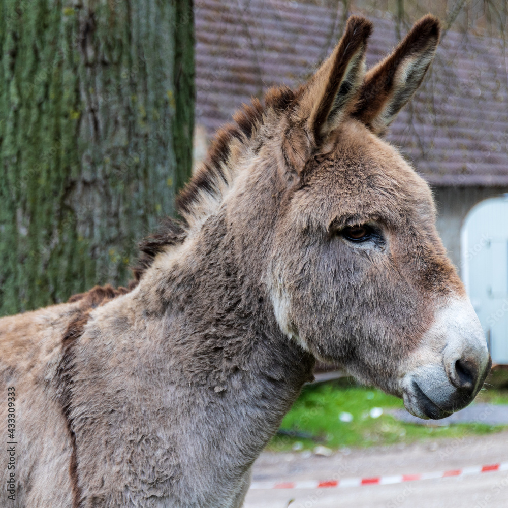 Fototapeta premium Portrait eines Esels