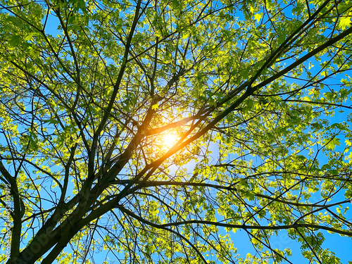 Sunlight in the green forest, spring time, Nature Wood Sunlight Background