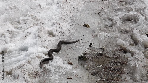 Rettile, serpente e vipera sulla neve a Villandro in alto adige photo