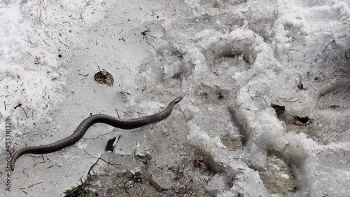 Serpente vipera strisciante sulla neve a Villandro photo