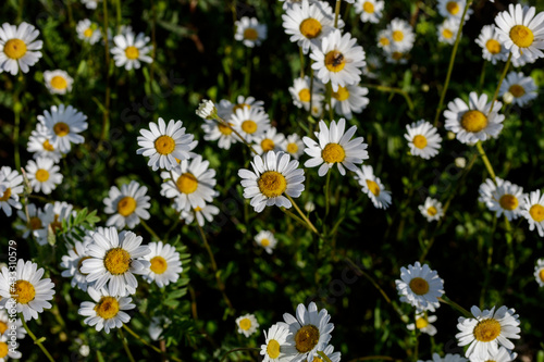 Spontaneous field daisies