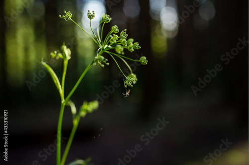 flower in the forest