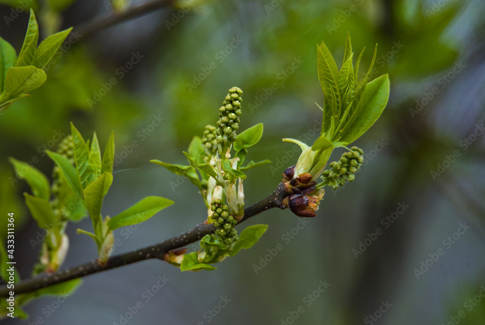young cherry buds with leaves in spring young cherry buds with leaves in spring