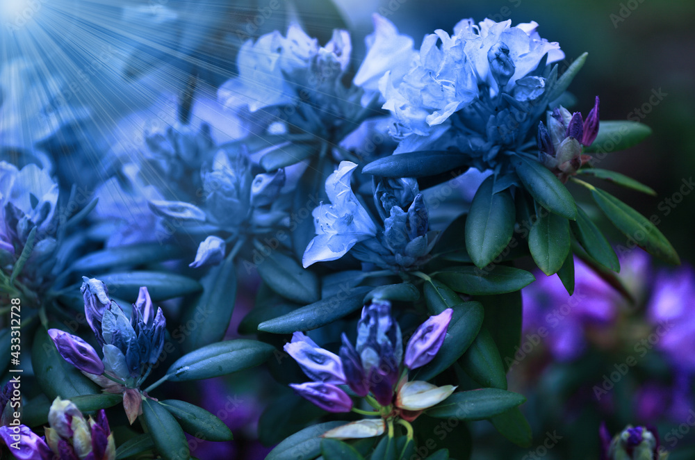 Blurred abstract nature background. Soft flowers texture. Vague purple colors, abstract nature texture. Rhododendron Mucronulatum in home garden Blurred abstract nature background. Soft flowers texture. Vague purple colors, abstract nature texture. Rhododendron Mucronulatum in home garden