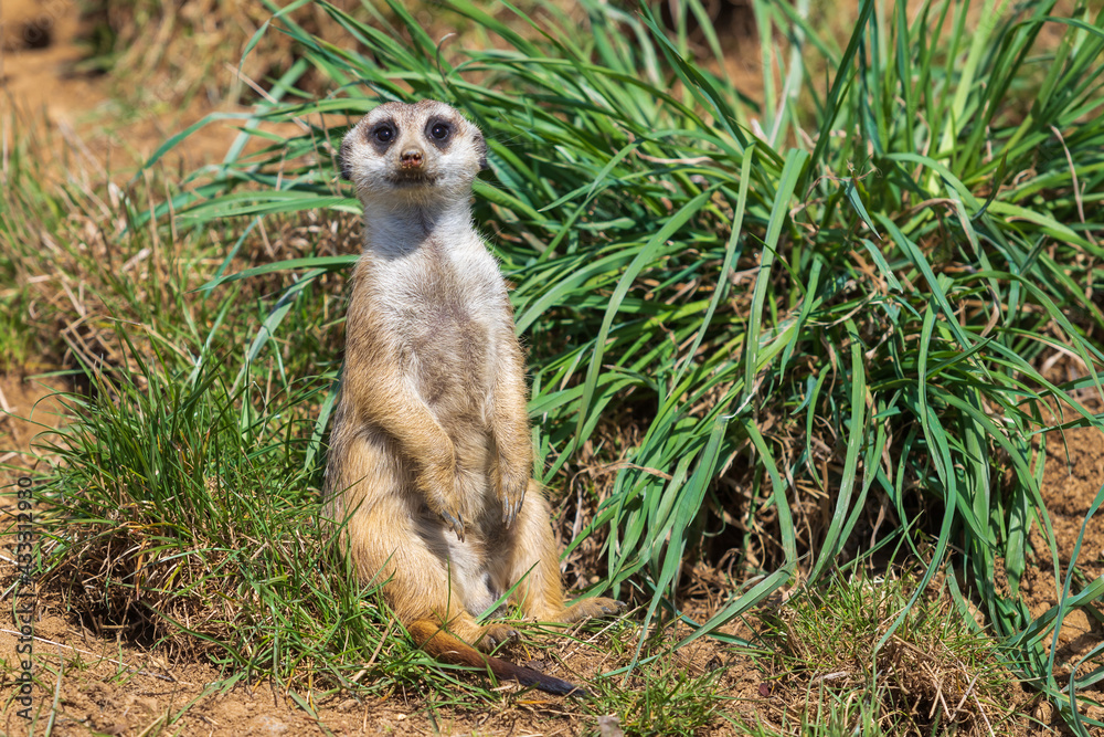 Fototapeta premium Small wild meerkat animal in a natural enclosure.