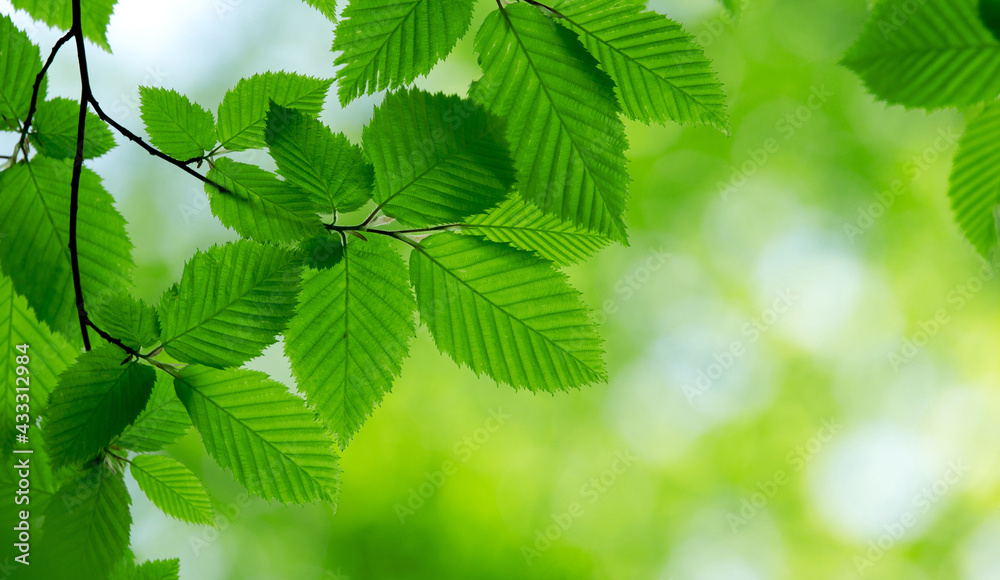 natural green background with selective focus natural green background with selective focus