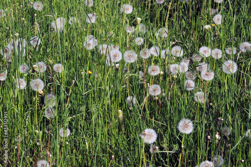 Dandelion flowers in green grass