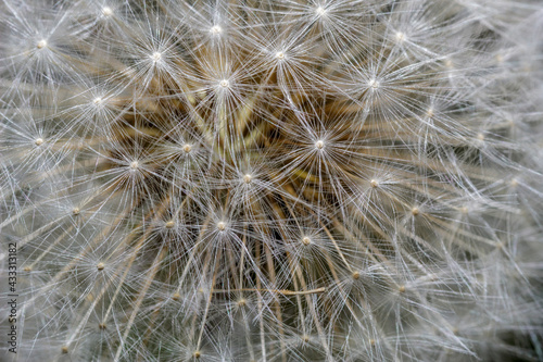 Macro of dandelion flower