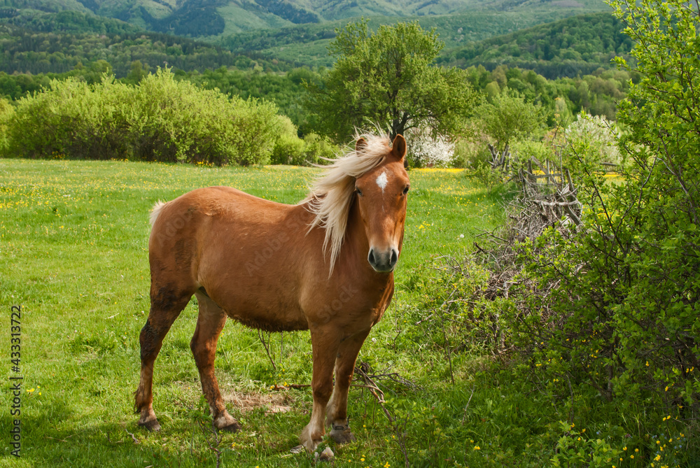 Young foal blonde hair horse closeup on rural country background Young foal blonde hair horse closeup on rural country background