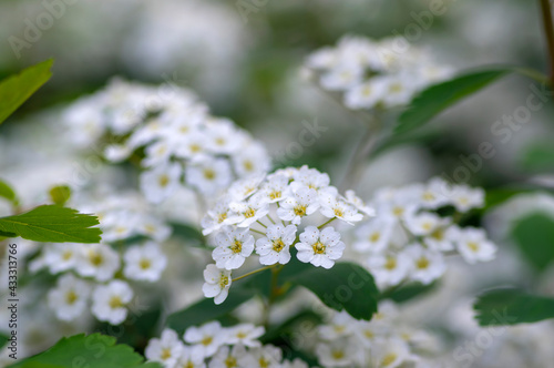 Spiraea vanhouttei meadowsweet ornamental shrub in bloom, group of bright white flowering flowers on branches