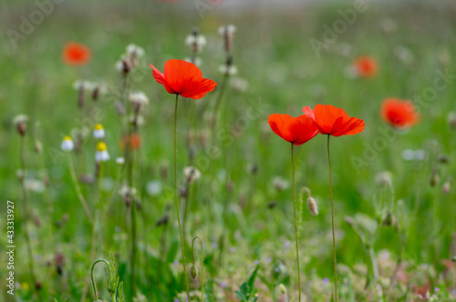 Papaver rhoeas common poppy seed bright red flowers in bloom, group of flowering plants on meadow, wild plants © Iva