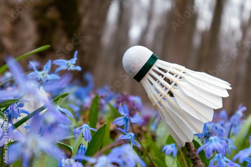 Badminton white feather shuttlecocks close-up in spring blue scilla flowers lawn with blurred focus background. Play sports activity outdoors on fresh air.