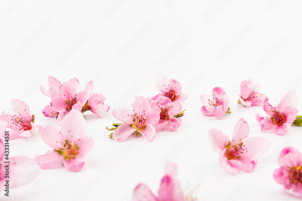 Naklejka premium Peach flowers, isolated on white background.