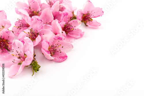 Peach flowers  isolated on white background.