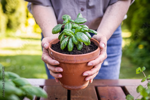 Woman holding planted basil herb in terracotta flower pot. Gardening and planting in springtime.  photo