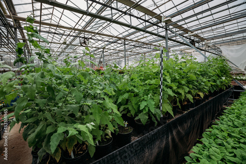 Konstfotografi Growing of poplar seedlings in greenhouse with climate control