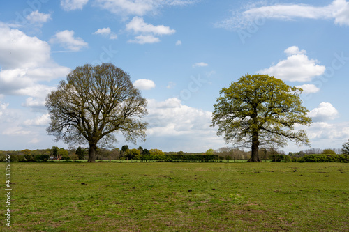 Two great English Oak Trees under blue skies and fluffy white clouds