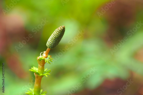 Equisetum sylvaticum. Sporebearing escape in early spring photo