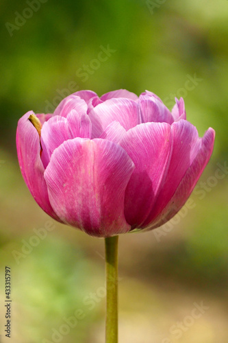 close up bright pink large bud of tulip species blue diamond grow in the garden on a green background side view