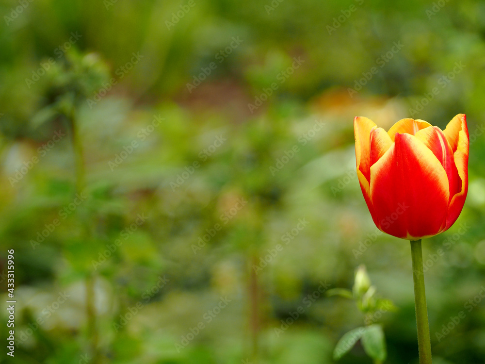 red with yellow bud Tulip species Mickey Mouse tulip grows in the garden on a blurred green background. side view red with yellow bud Tulip species Mickey Mouse tulip grows in the garden on a blurred green background. side view