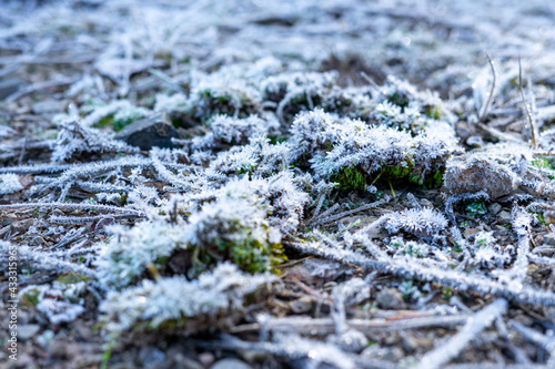 zdjęcie przyrody zimą © Karol