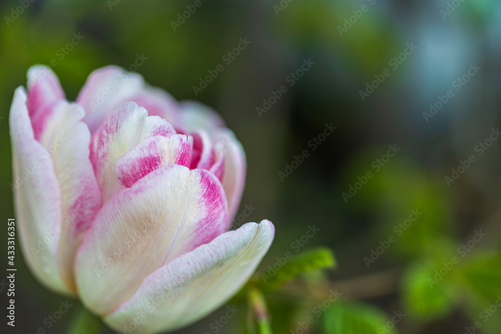 Macro view of flower tulip  isolated on  background. Gorgeous spring  nature backgrounds.