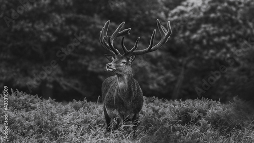 deer in the forest