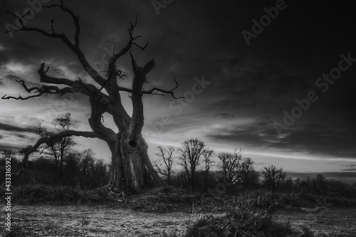 tree in the night