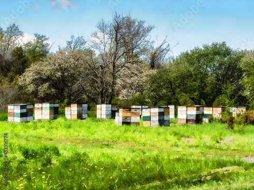 Industrial beehives in a meadow
