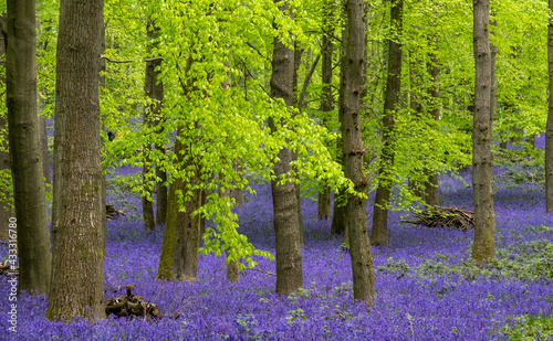 Carpet of bluebells growing in the wild on the forest floor under beech trees in springtime in Dockey Woods, Buckinghamshire UK.  photo