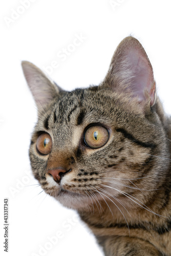 The cat is isolated on a white background. Portrait of an animal. Curious young tabby young cat sits and looks into the camera. Close-up. Kitten teenager veterinary and advertising layout
