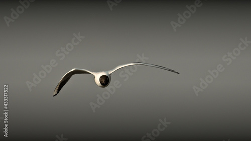 seagull flying in the sky
