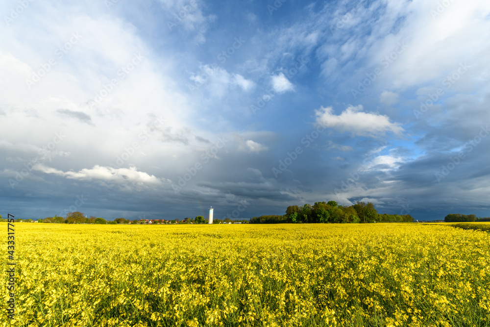 Rapeseed fields in the French countryside in early spring.