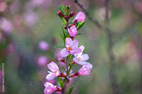 Blooming almond ornamental shrub  Prunus dulcis .