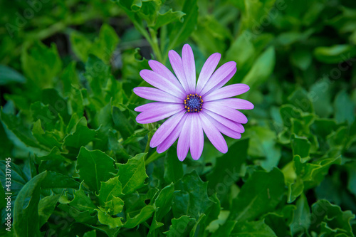 A violet flower within green illuminated leaves . colorful yellow to dark violet center on dark green leaves background . purple daisy captured