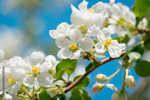 Apple tree branches in bloom in spring.